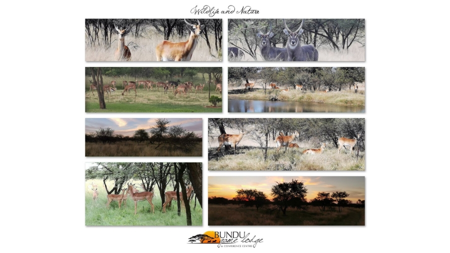 Commercial Property for Sale in Welkom Rural Free State